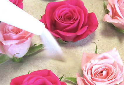 アメージングドライフラワー製法でバラの花を仕込んでドライフラワーを作っている