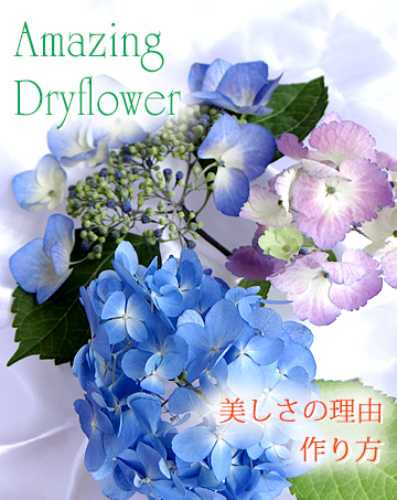 新しいドライフラワーの作り方で作った生花のようにきれいなアジサイの花のアメージングドライフラワーの画像