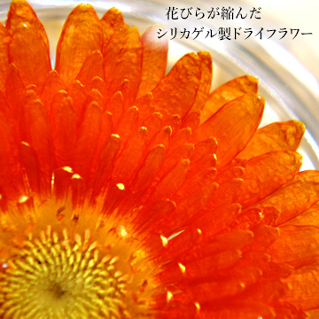 花びらに縮みやシワがあるが-ベラのシリカゲル製ドライフラワーの画像
