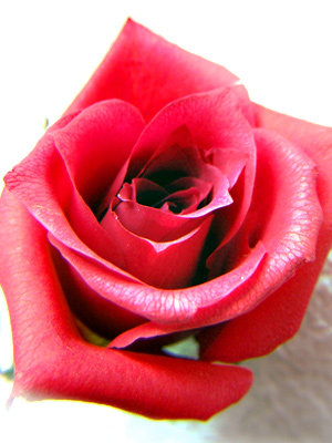 アメージングスタイルドライフラワー製法で作った真紅のバラのドライフラワー