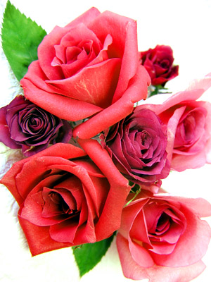 花びらが美しい赤いバラのアメージングスタイルドライフラワー