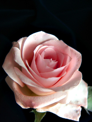 生花のように美しいピンクのバラのアメージングスタイルドライフラワー