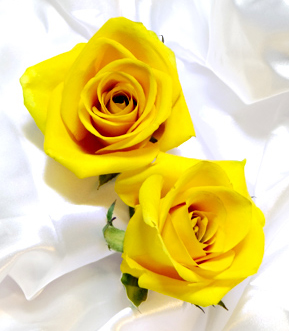 シリカゲルを使わないアメージングスタイルドライフラワー製法で作った生花のように美しい黄色いバラのドライフラワー
