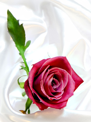シリカゲルを使わないアメージングスタイルドライフラワー製法で作ったピンクのバラのドライフラワー