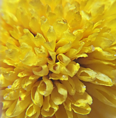 シリカゲル法で作った花びらが縮んでしまったピンポンマムのドライフラワーはクローズアップ画像