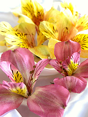 花の模様が美しいアルストロメリアのアメージングスタイルドライフラワー