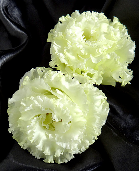 アメージングスタイルドライフラワー製法で作ったフリルの花びらが美しい八重咲きトルコキキョウのドライフラワー