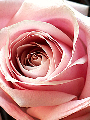 シリカゲルを使わない新製法で作った生花のように美しい大輪のバラのアメージングスタイルドライフラワー