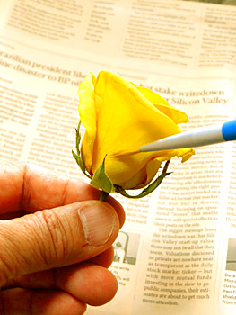 アメージングドライフラワーの作り方を説明している画像,取り出したバラに付いている埋設材を筆で落としている