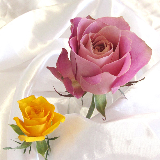 ピンク色の大輪バラと、黄色のミニバラのアメージングドライフラワーの画像
