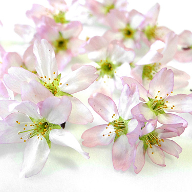 桜のアメージングドライフラワー画像