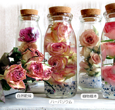 バラのアメージングドライフラワーで作ったバーバリウムと自然乾燥のバラのドライフラワーを比較している画像