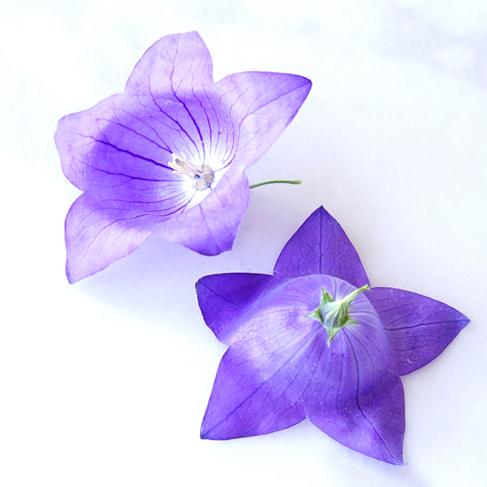 新しいドライフラワーの作り方で作ったキキョウの花のアメージングドライフラワーの画像
