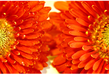 シリカゲルで作ったガーベラの花のドライフラワーとアメージングドライフラワーのガーベラの違いを比較している画像