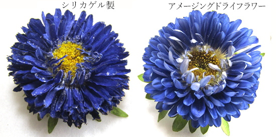 シリカゲルで乾燥させたアスターの花のドライフラワーとアメージングドライフラワーのアスターを比較している画像