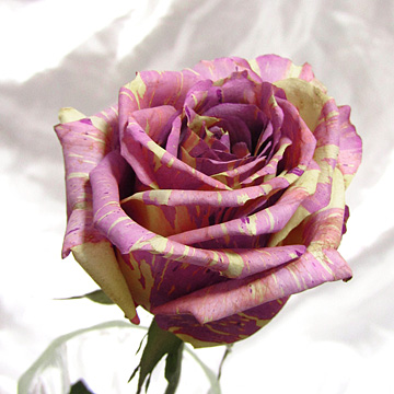 ピンク色のマーブル模様のバラのアメージングドライフラワー画像