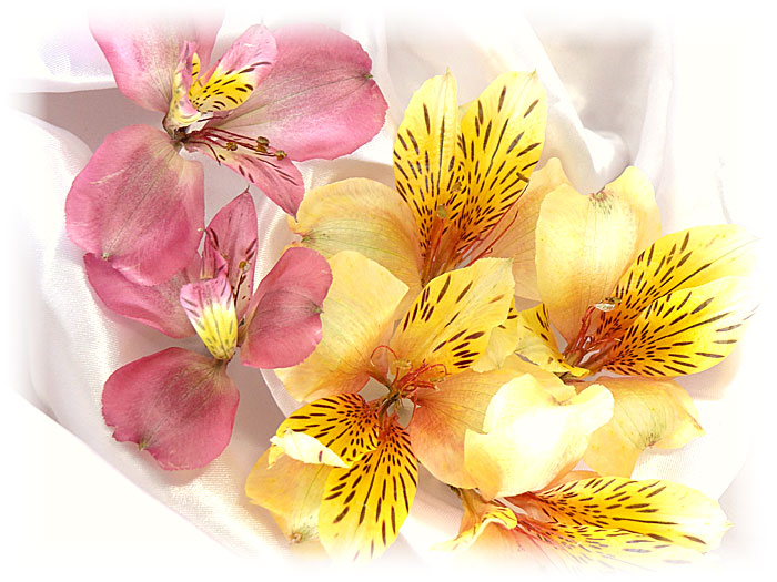 シリカゲルを使わない新しいアメージングスタイルドライフラワー製法で作った花びらが美しいアルストロメリアのドライフラワー