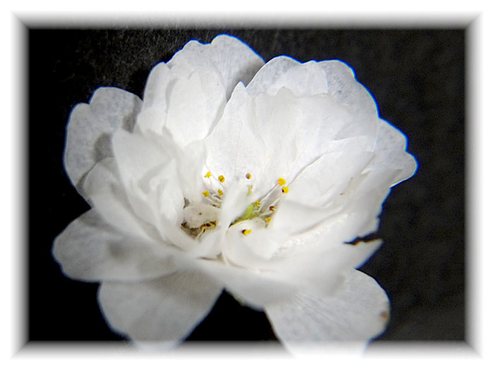 シリカゲルを使わない新製法で作った花びらにシワのない桜のアメージングスタイルドライフラワー