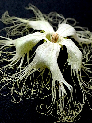シリカゲルでは作れないカラスウリの花のアメージングスタイルドライフラワー