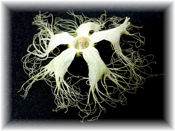 シリカゲルを使わない新しい製法で作った花びらが美しいカラスウリの花のアメージングスタイルドライフラワー