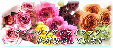アメージングドライフラワー花材販売ページへリンクボタン画像