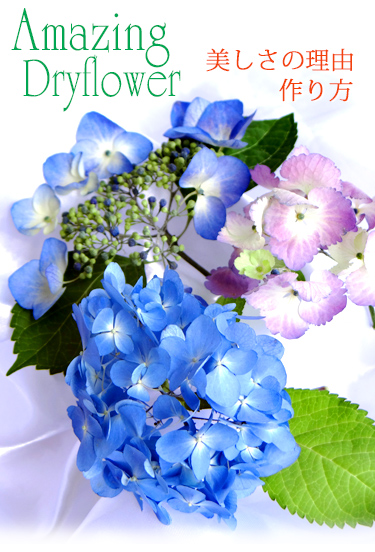 紫陽花のアメージングドライフラワーの画像