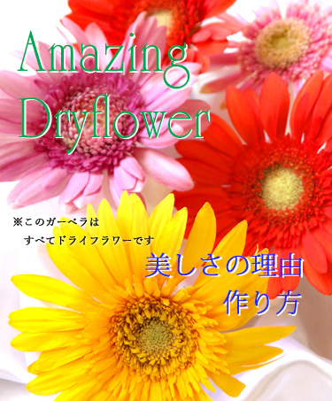 イエロー,ピンク,レッドの色鮮やかなガーベラの花のアメージングドライフラワー画像