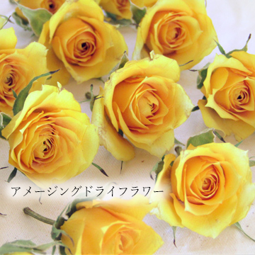 黄色いミニバラの花のアメージングドライフラワーの画像