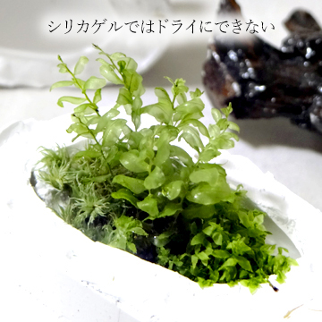 苔のドライリーフをシリコンモールドに入れてレジンで固めようとしている作業の画像