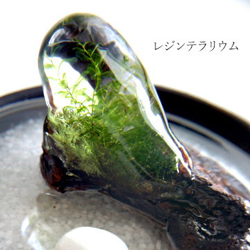 苔のドライリーフをレジンで固めて作った作品の画像