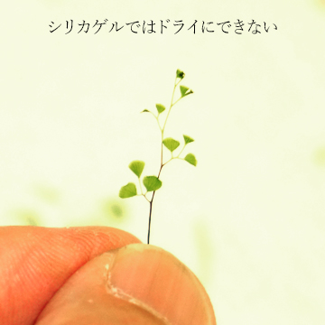 小さなシダのドライリーフの画像