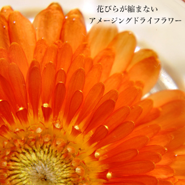 花びらに縮みやシワがないガーベラのアメージングドライフラワーの画像