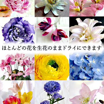 いろいろな花をアメージングドライフラワーにできることを説明している画像