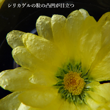シリカゲルで乾燥させた西洋マムのドライフラワーの花びらがへこんでいることを説明している画像