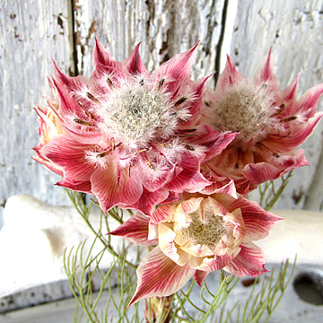 シリカゲルで作った花より美しく仕上がる新しいドライフラワーの作り方で作ったワイルドフラワーのセルリアのアメージングドライフラワーを飾っている