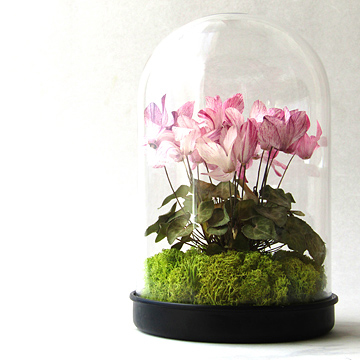 シクラメンのアメージングドライフラワーの植物標本