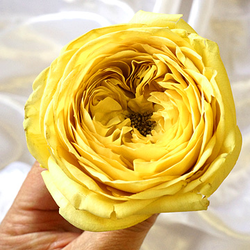 黄色いクウォーターロゼット咲き大輪バラのアメージングドライフラワー