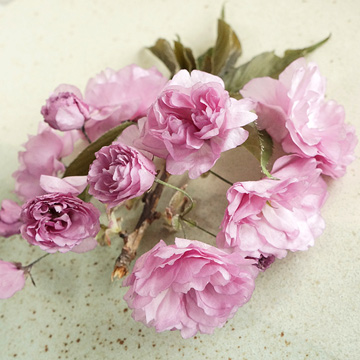八重桜のアメージングドライフラワー