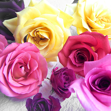 様々な色と大きさのバラのアメージングドライフラワー