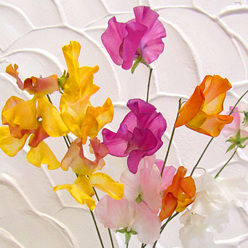 シリカゲルで作った花より美しく仕上がる新しいドライフラワーの作り方で作ったスイートピーのアメージングドライフラワーの花束
