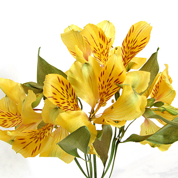シリカゲルで作った花より美しく仕上がる新しいドライフラワーの作り方で作ったアルストロメリアのアメージングドライフラワーの花束