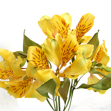 アルストロメリアのアメージングドライフラワーの花束