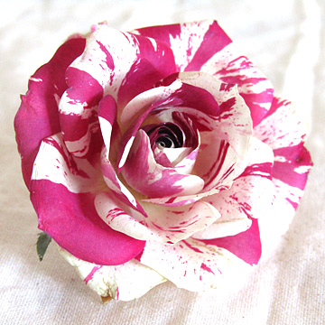 ピンクのマーブル模様のバラのアメージングドライフラワー