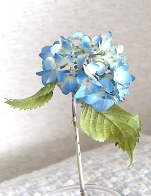 シリカゲルで作った花より美しいアジサイのアメージングドライフラワーの劣化・経過観察６月３０日