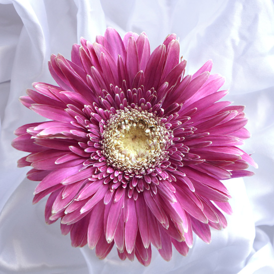 ピンク色の大輪ガーベラの花のアメージングドライフラワーの画像