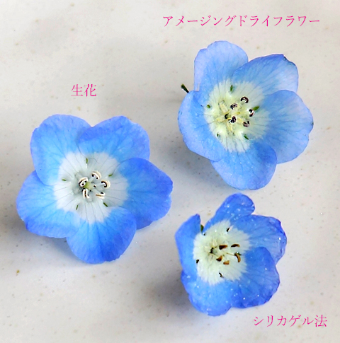 生花のネモフィラとのアメージングドライフラワーのネモフィラを比較している画像