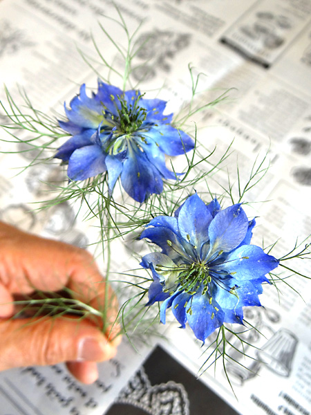 ニゲラの花のアメージングドライフラワーの画像