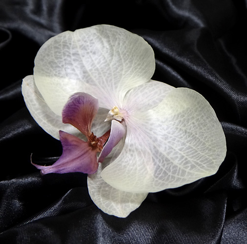 美しい胡蝶蘭のアメージングドライフラワーの画像