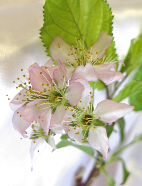 桜の花のアメージングドライフラワーの画像