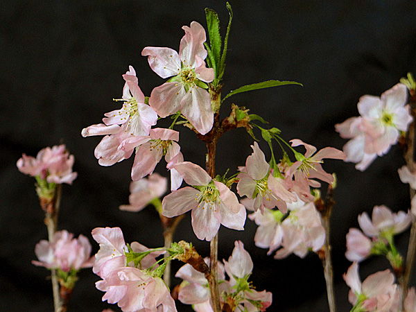 シリカゲルより美しく仕上がる新しいドライフラワーの作り方で作った生花のようにみずみずしい桜のアメージングドライフラワーの